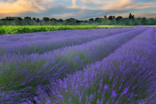 France-Provence-Salt-Lavender field at sunrise